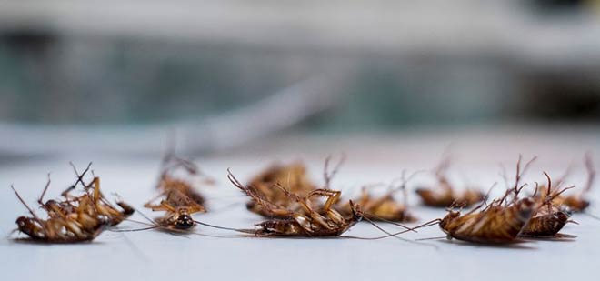 Dead Pest Removal Adelaide