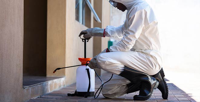 Pest Control Adelaide