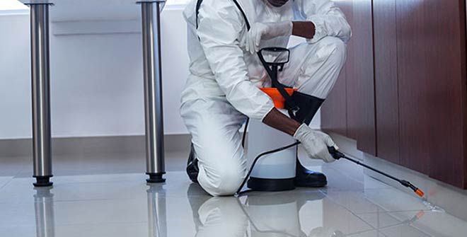 Pest Treatment