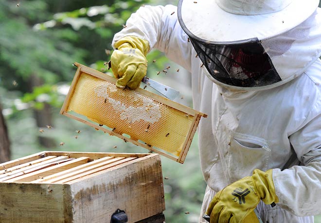 Free Bee Removal