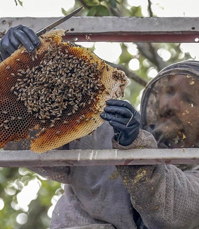 Pest Control For Bee Removal Adelaide Service