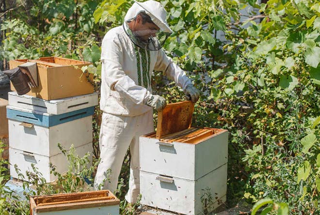 Signs of a Bee Infestation