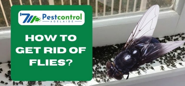 How to Get Rid of Flies