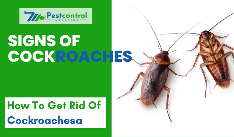 Signs of Cockroaches